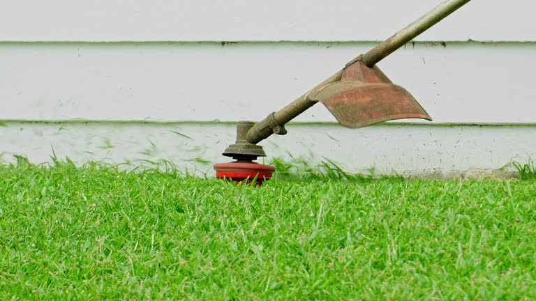 Best Lawn Disease Treatment  in East Bethel, MN