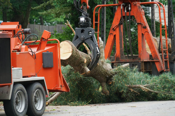Best Hedge Trimming  in East Bethel, MN